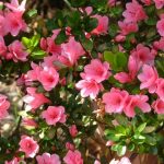 花の名前を英語で言えますか？